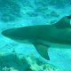 63- Le requin s'est fait croque l'aileron 